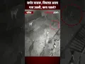 Cows vs Leopard Nashik AM5