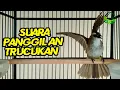 Download Lagu Trucukan manapun BAKALAN NYAUT EMOSI dan IKUT TARUNG dengan trucukan garuda ini