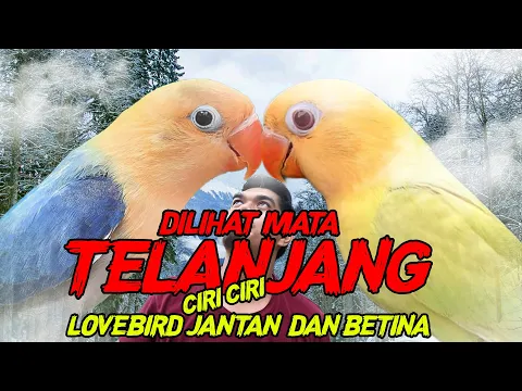 Download MP3 MEMBEDAKAN LOVEBIRD JANTAN DAN BETI NA