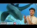 CRAZY Nurse Shark Feeding Behaviours My Research