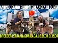 Download Lagu ANJING JEPANG PURBA PERTAMA TERLANGKA DI DUNIA. BREEDER PERTAMA CUMA ADA 16 EKOR DI INDO KICHIDOGHUB