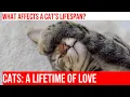 Unlocking the Secrets of a Cat s Longevity Average Lifespan