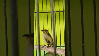 love bird ciblek pelatuk sikatan londo