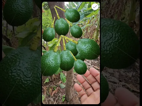 aguacate por montones en poco tiempo  #plantas #frutas #fruit #elhuertoentucasa