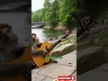 Download Lagu Viral monyet main gitar di sungai Rusia #shorts #funny #guitar