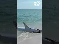 HUGE shark washes ashore on Pensacola Beach beachgoers help it back into the Gulf