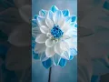 Download Lagu most beautiful dahlia flowrs in the world #dahliagarden #dahliaplant #dahliaflowers #dahliafarm