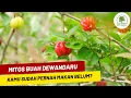 BUAH DEWANDARU, MANFAAT KHASIAT MITOS \u0026 RASA‼️