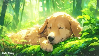 Healing Music for Dogs | Separation Anxiety Relaxing Music | Relaxing Music