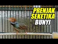 Download Lagu Suara Prenjak Kepala Merah Gacor DOR Nembak Panjang , VOLUME KERAS JERNIH, Cocok Sebagai Masteran
