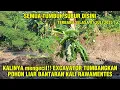 Download Lagu NGERI KALINYA!! EXCAVATOR BABAT HABIS POHON BANTARAN KALI RAWAMENTES || KALI BEKASI #dedimulyadi