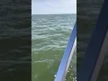 Logger head turtle s mating