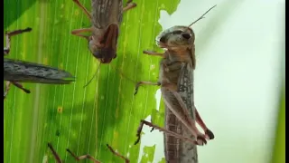 bandobast kaappaan 2019 movie locust attack scene in hd hero suriya locust attack in india