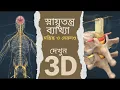 The Human Nervous System Your Body s Control Center