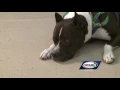 Adopt This Pet Jax