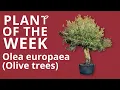 Olea europaea Olive trees