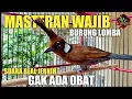 Download Lagu MASTERAN WAJIB MURAI BATU DAN BURUNG LOMBA, CILILIN GACOR NEMBAK JERNIH GAK ADA OBAT