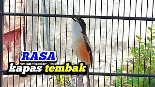 cendet gacor rasa kapas tembak pancingan cendet isian kapas tembak