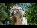 Why does my horse SHAKE HIS HEAD