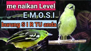 Download Terbaik‼️Banyak Sirtu Langsung Emosi,Gacor, Narung Mendengar Pancingan Ini MP3