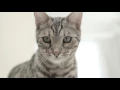Royal Canin Urinary Health - Think Inside the Box