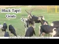Download Lagu Black Tapri Goats like black gold | 30 June 2025 | Chakwal Goat Farm |