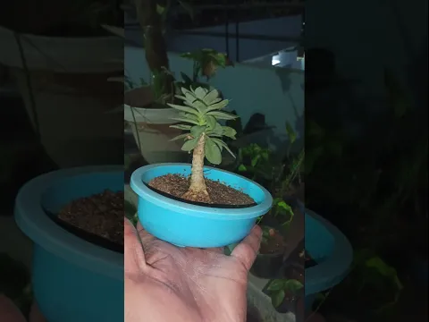 Succulent in Bonsai Pot #garden