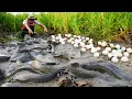 wow amazing pick a lots of eggs duck and catch big catfish in the canal by hand