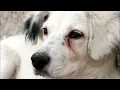 Mary  Chapin  Carpenter    -I Am A Town