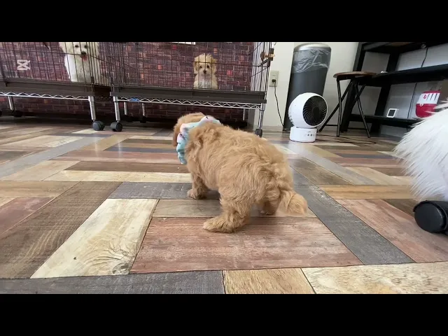 動画