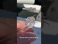3 Rare Deep Sea Animals Caught While Fishing