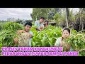 Download Lagu BEGINI PROSES TANAM KANGKUNG DARI BIJI SAMPAI PANEN GAK SAMPAI SATU BULAN
