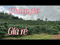 Download Lagu 1,7 Ha Cà Phê Giá Rẻ 