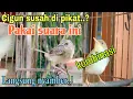 Download Lagu suara cigun ribut kombinasi prenjak untuk pikat cigun liar