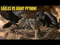 Giant Python Attacks Eagle Nest Parents Fight Back