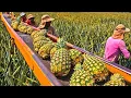 Comment les agriculteurs américains cueillent des millions d'ananas
