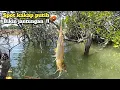 Download Lagu Ikan penunggu akar pohon bakau!! Mancing kakap putih umpan udang hidup