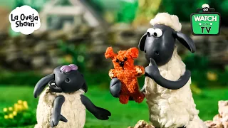 ¡NO PUEDE SER! ¡SE ROMPIÓ EL JUGUETE DE TIMMY! 🐑🧸💔 | La Oveja Shaun (Dibujos Animados Para Niños)