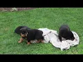 Rottweiler Puppies For Sale
