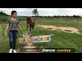 Trio kassanikeo \u0026 Brisa Star - Dance Monkey