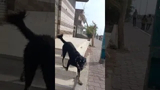 كلبي رعد ههل مرحبا بك 