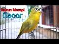 Download Lagu Pleci Merapi Gacor Ngalas Ngerol Panjang Memanggil Lawan.