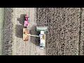 Maize Harvest 2024: Claas Lexion 6600 in Fingringhoe, Essex