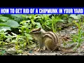 How to Get Rid of a Chipmunk in Your Yard Simple Methods