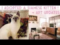 I Adopted A Siamese Kitten Vintage Apartment Update Emily Vallely