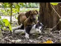 Unveiling the Secrets of Cats Dogs Mating Rituals Explained Cats and dogs Mating Mating