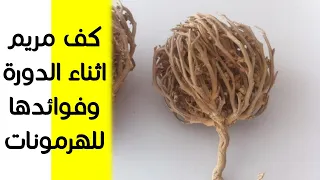 هل يمكن استخدام عشبة كف مريم أثناء الدورة الشهرية وما فوائدها لتنظيم الهرمونات دندنها