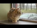 What is SBARC South Bend Animal Resource Center