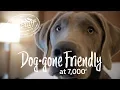 Dog Gone Friendly at 7 000