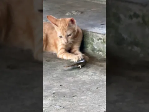 Cats hunt snakes